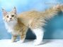 Maine Coon Baby aus Sachsen