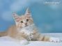 Maine Coon Baby aus Dresden