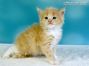 Maine Coon Kitten aus Sachsen