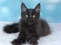 Maine Coon Baby aus Sachsen