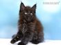Maine Coon Welpe aus Dresden