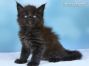 Maine Coon Welpe aus Deutschland