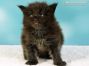 Maine Coon Kitten aus Sachsen