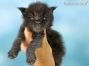 Maine Coon Kitten aus Dresden