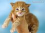 Maine Coon Kitten aus Dresden