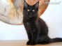 Maine Coon Welpe aus Deutschland