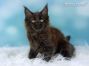 Maine Coon Baby aus Deutschland