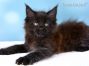 Maine Coon Baby aus Dresden