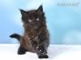 Maine Coon Baby aus Deutschland