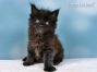 Maine Coon Kitten aus Deutschland