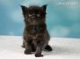 Maine Coon Kitten aus Sachsen