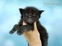 Maine Coon Kitten aus Dresden