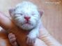 Maine Coon Baby, Katzenbaby