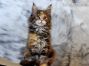 Maine Coon Welpe aus Deutschland