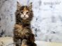 Maine Coon Welpe aus Dresden
