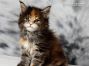 Maine Coon Baby aus Deutschland