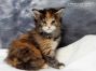 Maine Coon Kitten aus Deutschland