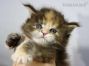 Maine Coon Kitten aus Sachsen