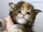 Maine Coon Kitten aus Dresden