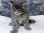 Maine Coon Kitten aus Deutschland