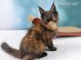 Maine Coon Katzenbaby aus Dresden