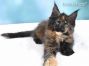 Maine Coon Welpe aus Dresden