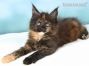 Maine Coon Welpe aus Sachsen
