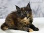 Maine Coon Baby aus Deutschland