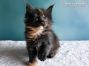 Maine Coon Baby aus Sachsen