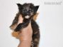 Maine Coon Kitten aus Dresden
