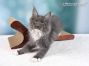 Maine Coon Katzenbaby aus Dresden