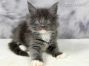 Maine Coon Baby aus Deutschland