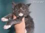Maine Coon Kitten aus Sachsen