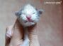 Maine Coon Kitten aus Deutschland