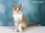 Maine Coon Katzenbaby aus Deutschland