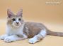Maine Coon Katzenbaby aus Deutschland