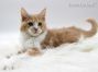 Maine Coon Katzenbaby aus Deutschland