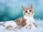 Maine Coon Katzenbaby aus Dresden