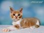 Maine Coon Baby aus Sachsen