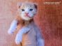 Maine Coon Baby aus Dresden
