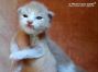 Maine Coon Kitten aus Dresden