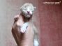 Maine Coon Kitten aus Sachsen
