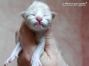 Maine Coon Kitten aus Deutschland