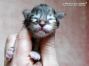 Maine Coon Kitten aus Deutschland