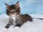 Maine Coon Kätzchen aus Deutschland