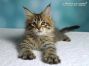Maine Coon Kätzchen aus Deutschland
