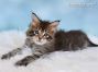 Maine Coon Kätzchen aus Deutschland