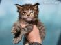 Maine Coon Baby aus Sachsen
