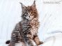 Zisko of Maine Coon Castle 14 Wochen alt, 2270g