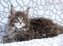 Zisko of Maine Coon Castle 11 Wochen alt, 1714g